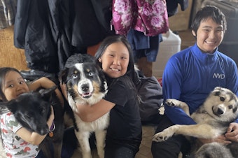 caption: One-year-old Australian shepherd Nanuq, in the middle with Brooklyn Faith, was returned to Gambell, Alaska, on April 6 after he disappeared for a month and walked on the Bering Sea ice 150 miles to Wales, Alaska. On the left are Brooklyn Faith's sister Zoey with Starlight and on the right is brother Ty with Kujo.