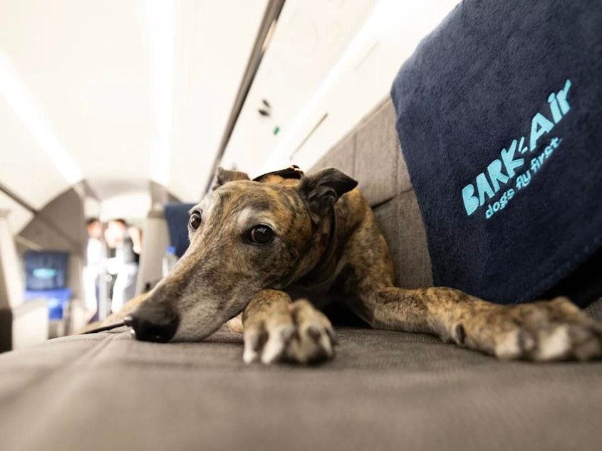 caption: BARK Air officially launched this week, completing its first flight from New York to Los Angeles on Thursday. It also flies to London and aims to add more routes in the coming months.
