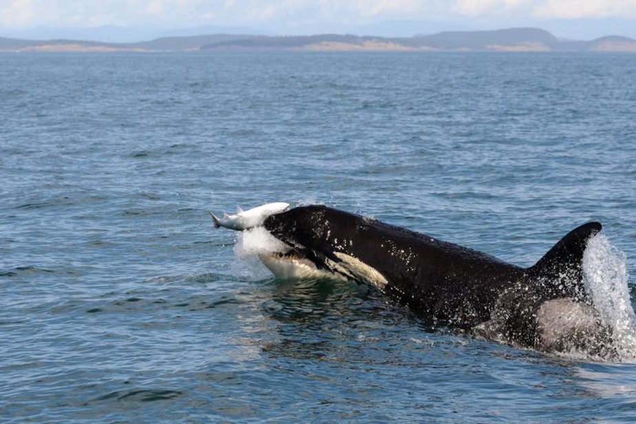 caption: A endangered southern resident killer whale eating a salmon.