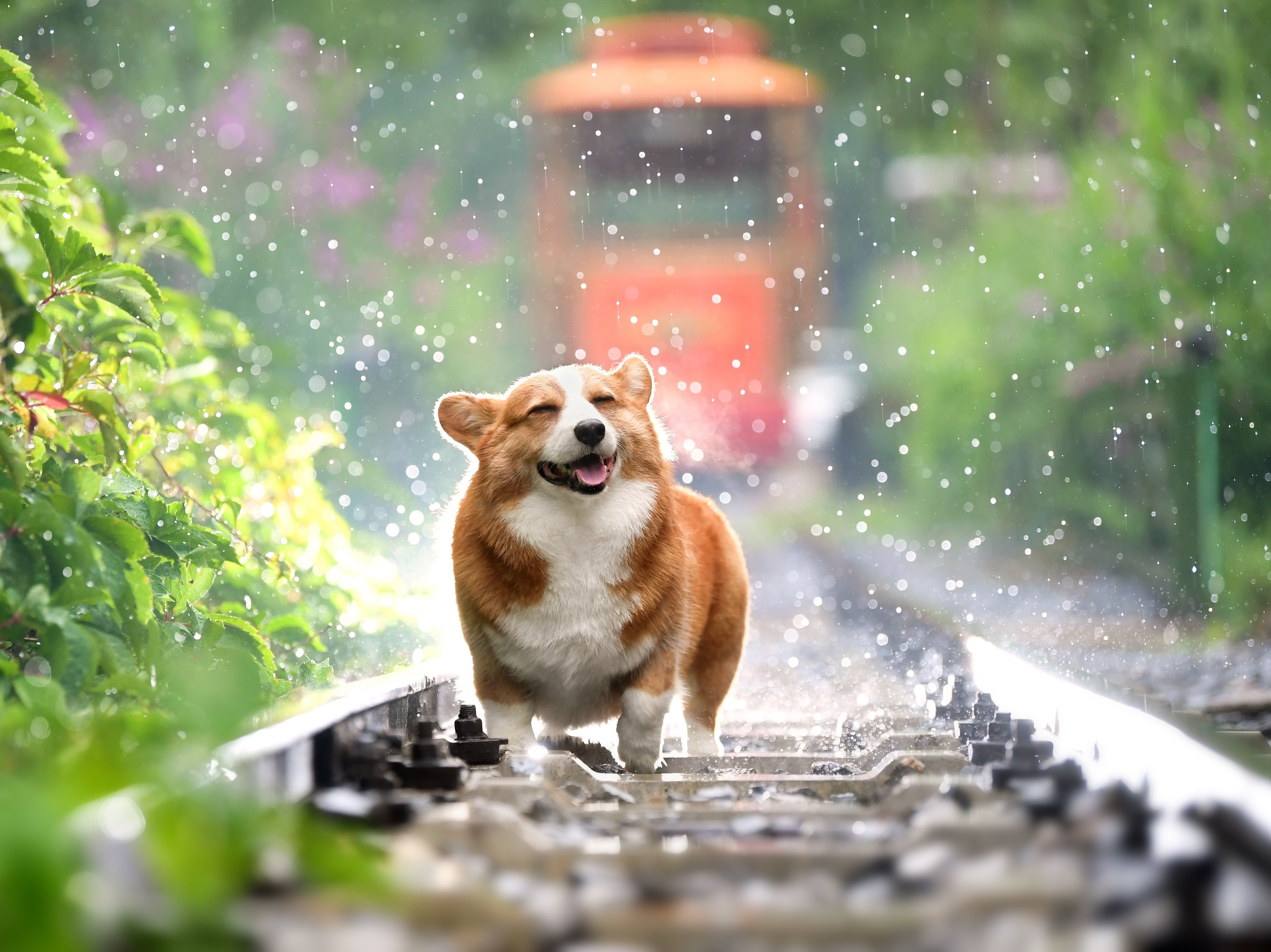 caption: The dog takeover