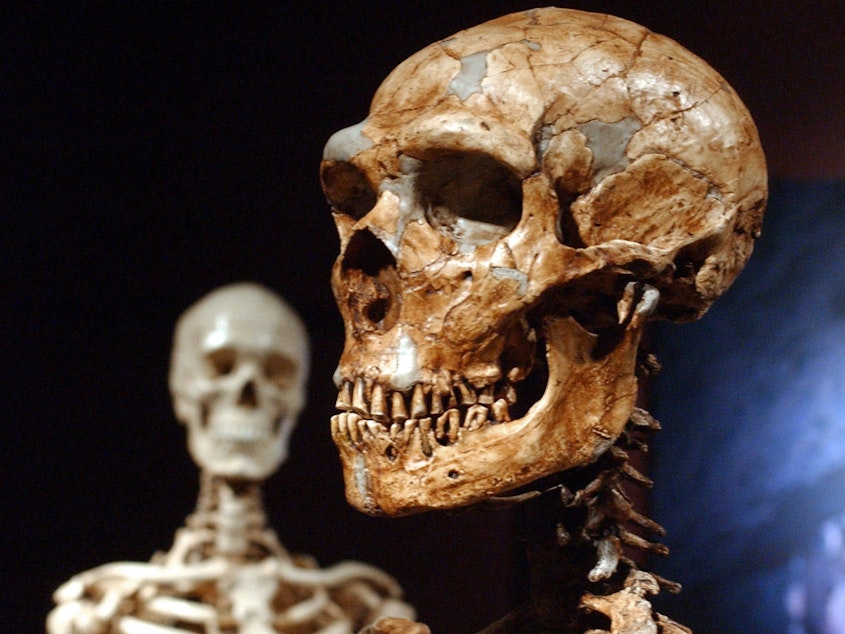 caption: A reconstructed Neanderthal skeleton (right) and a modern- human version of a skeleton are displayed at the American Museum of Natural History in New York in 2003. A new study confirms that early humans who lived in colder places adapted to have larger bodies.