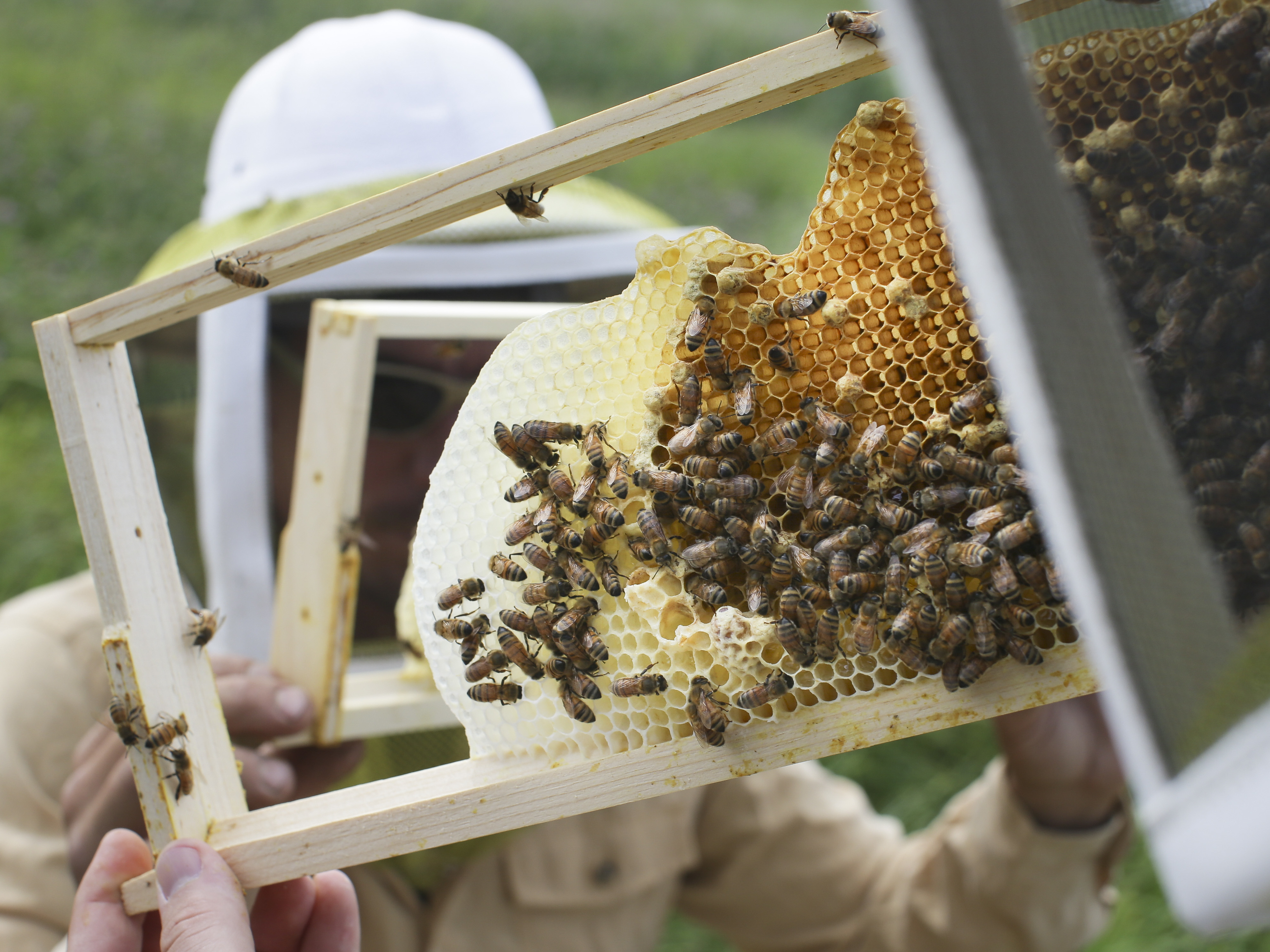 caption: Volunteers check honey bee hives for queen activity and perform routine maintenance as part of a collaboration between the Cincinnati Zoo and TwoHoneys Bee Co. at EcOhio Farm in Mason, Ohio, on May 27, 2015.