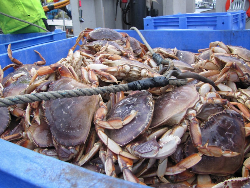 caption: Dungeness crab being unloaded at the Quinault Indian Nation docks in Westport, Washington.