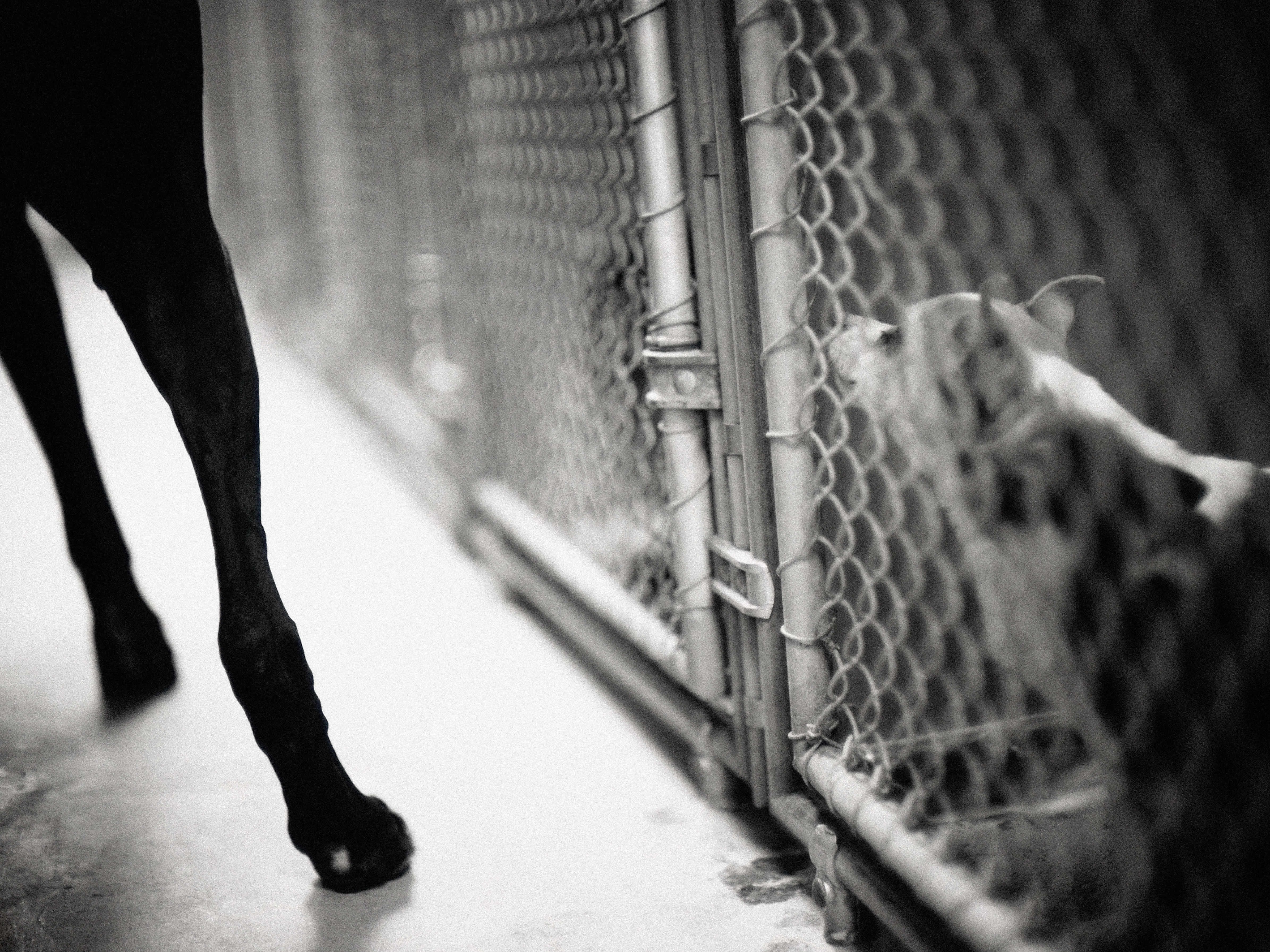 caption: Congress has approved the first law making severe animal abuse a federal crime, in a move that Rep. Vern Buchanan of Florida calls "a milestone for pet owners and animal lovers across the country."