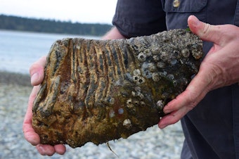 caption: A Columbian mammoth molar estimated to be at least 19,000 years old was found in Sequim, Wash.
