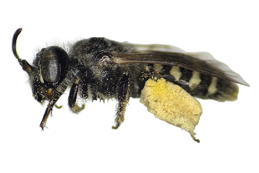 caption: The species known as Calliopsis scitula or the charming mining bee, shown carrying a load of pollen, had never been documented in Washington state before Washington Bee Atlas volunteers found it in Douglas and Grant counties.