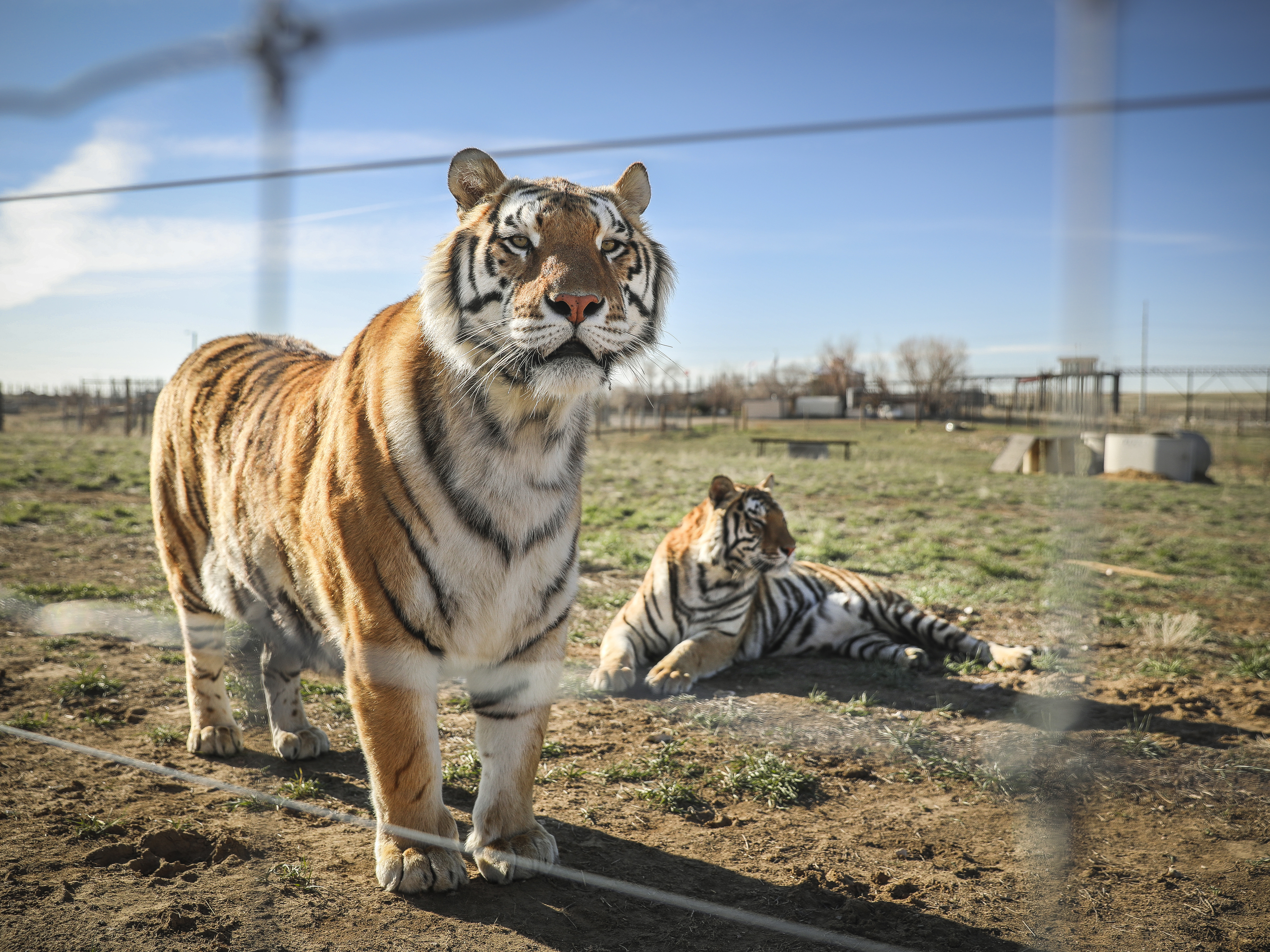 caption: Two of the 39 tigers, seen last year in Colorado, rescued from the big-cat facility once owned by Joe Exotic and now owned by Jeffrey and Lauren Lowe.
