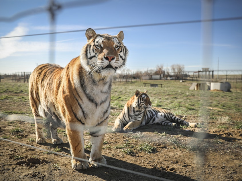 caption: Two of the 39 tigers, seen last year in Colorado, rescued from the big-cat facility once owned by Joe Exotic and now owned by Jeffrey and Lauren Lowe.
