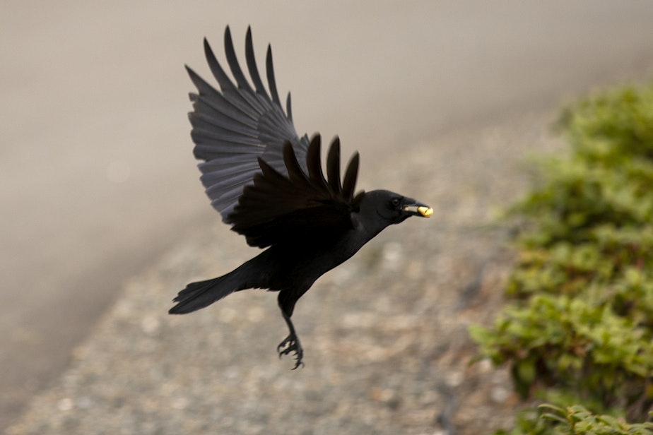 caption: A crow flies away with a cashew scattered by Katie Brotten on Friday, June 14, 2024, in Woodinville. 