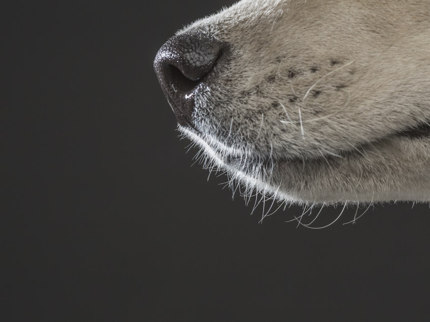 caption: Scientists once compared the abilities of humans versus canines in tracking a trail of chocolate essential oil laid down in an open field. Though the humans weren't nearly as proficient as the dogs, they did get better with practice.