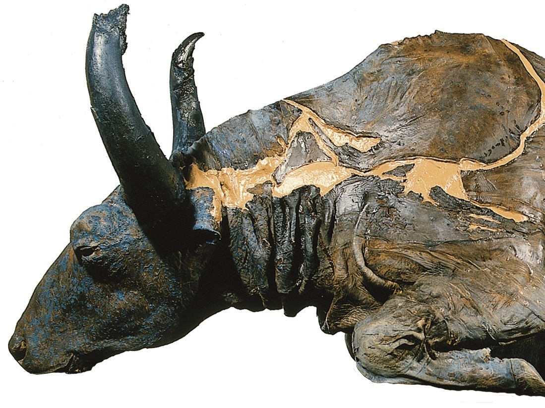 caption: Gold miners discovered the mummified Steppe Bison now called "Blue Babe." Researchers believe it is more than 55,000 years old. Unfortunately, radiocarbon dating tools can't measure any further back that.