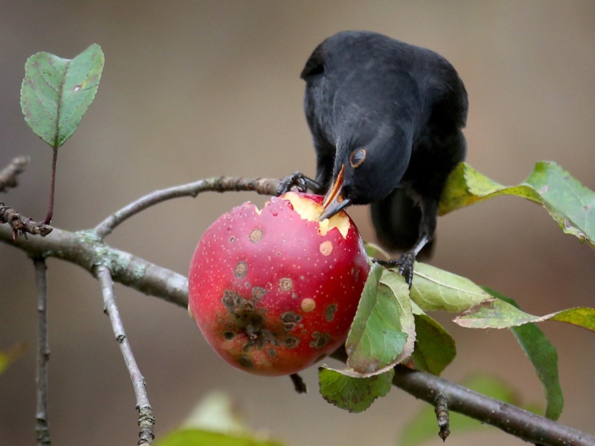 caption: Fruit-eating animals spread the seeds of plants in ecosystems around the world. Their decline means plants could have a harder time finding new habitats as the climate changes.