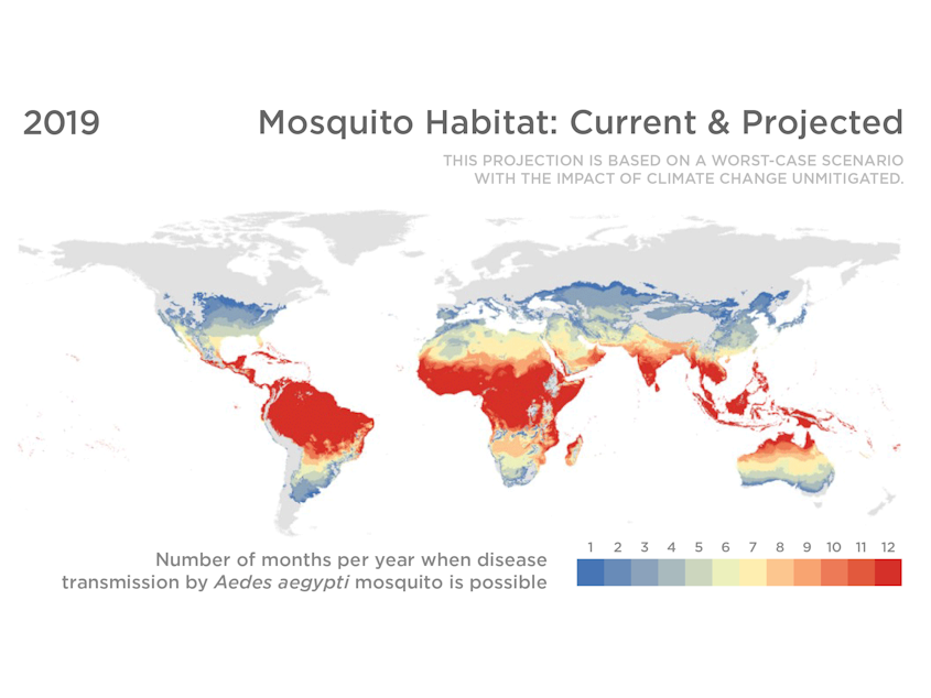 World map showing current and projected habitats of the Aedes aegypti mosquito.