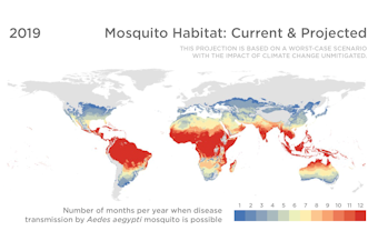 World map showing current and projected habitats of the Aedes aegypti mosquito.