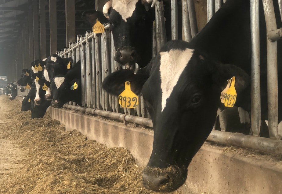 caption: With widespread wildfires across the Northwest, dairy farmers have to make the difficult decision to move hundreds of cattle to safer ground or stay put.
