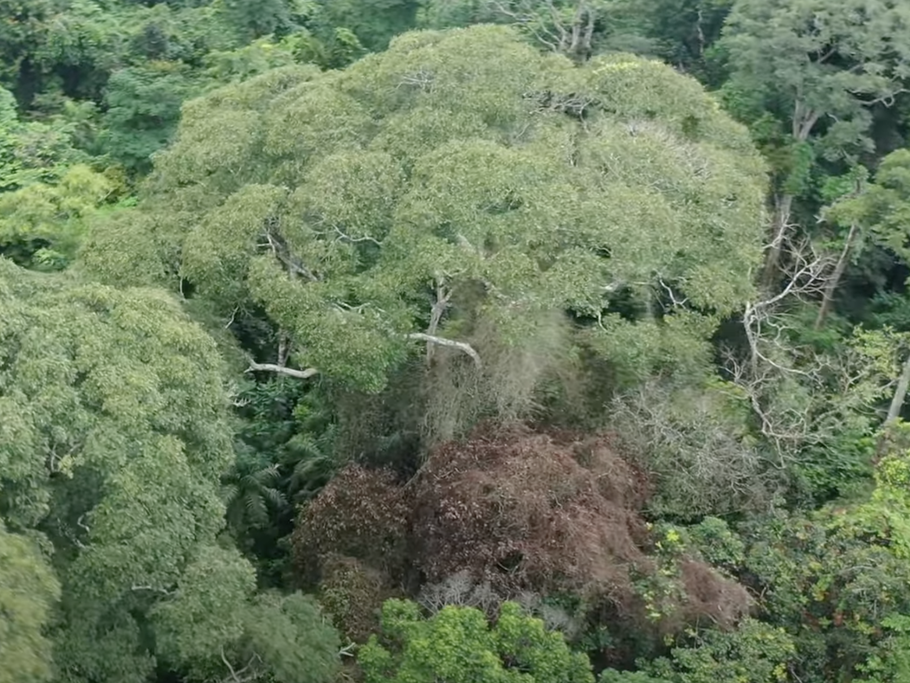 caption: Researchers studying lightning's effects on Panama's forests found that one tree, <em>Dipteryx oleifera, </em>often survives being hit by lightning — and even benefits from the overall effects. One of the trees is seen here at center, four weeks after it was hit by a lightning strike that killed neighboring trees (the brown mass at lower center).