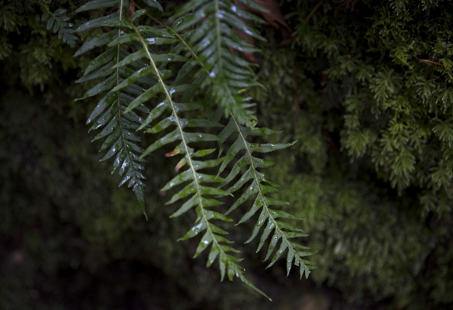 caption: Licorice ferns are shown on Wednesday, April 13, 2022, near Madison Falls outside of Port Angeles. 