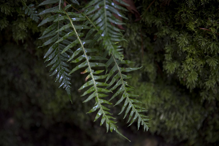 caption: Licorice ferns are shown on Wednesday, April 13, 2022, near Madison Falls outside of Port Angeles.