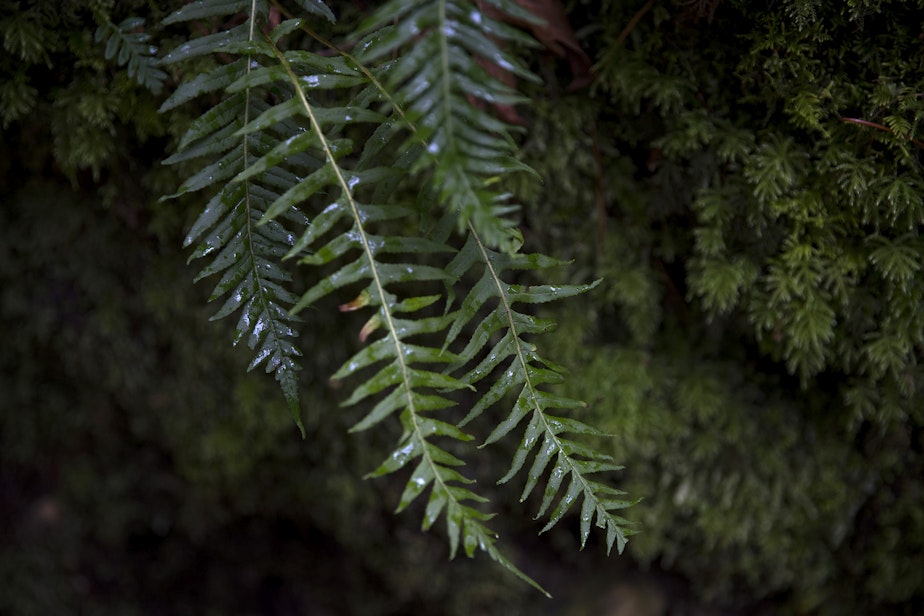 caption: Licorice ferns are shown on Wednesday, April 13, 2022, near Madison Falls outside of Port Angeles. 