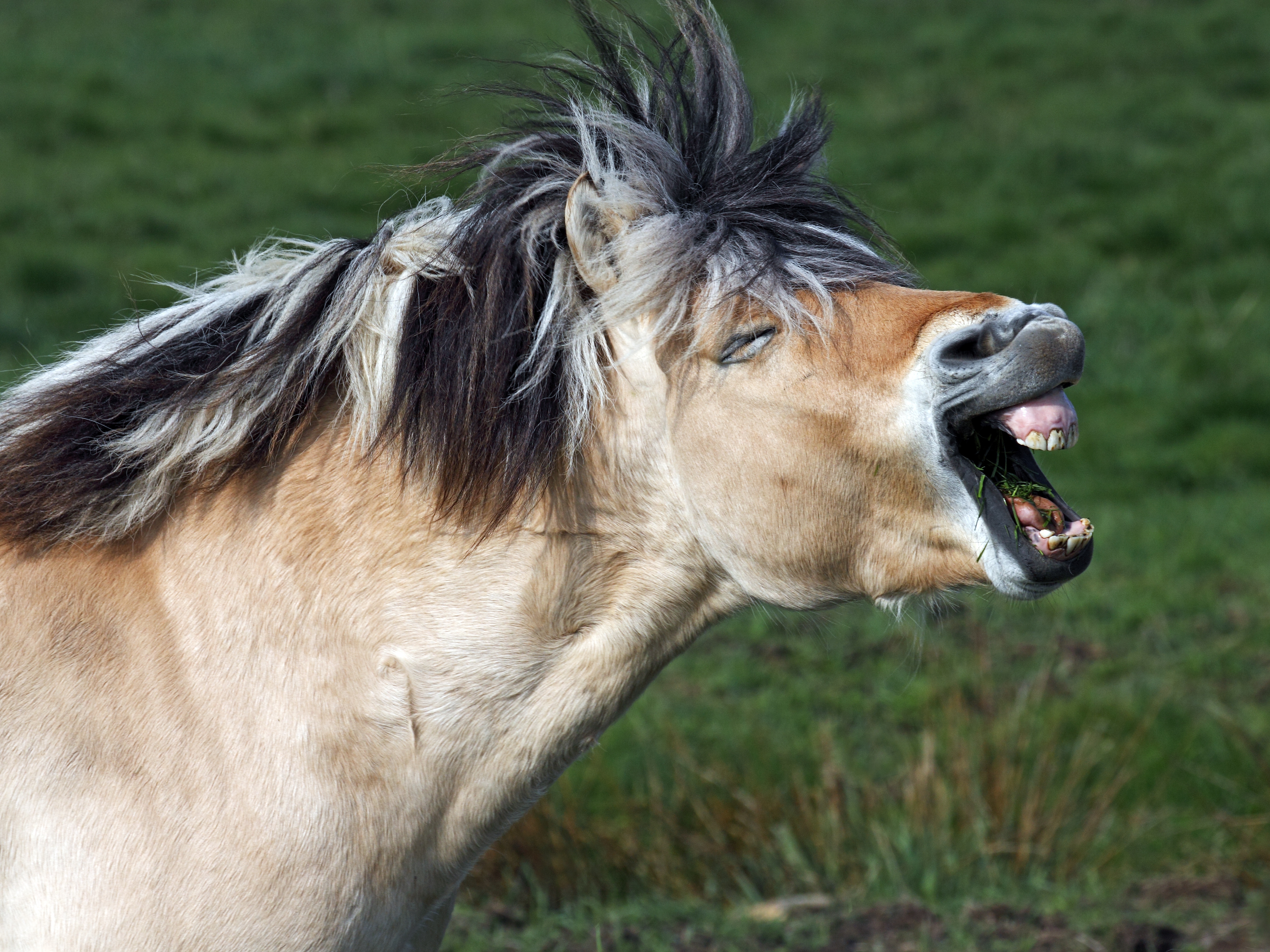 caption: Horses, like the Norwegian fjord breed apparently yawning in this image, generate both a high frequency and a low frequency when they whinny.