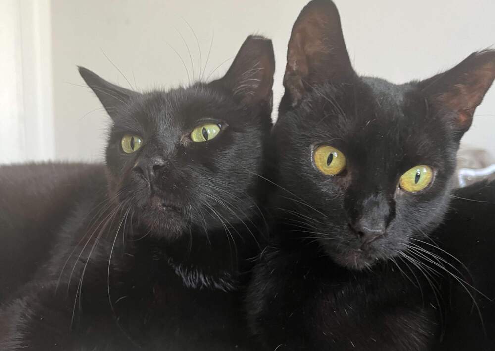 caption: Black cats are often considered bad luck. (Gabrielle Healy/Here &amp; Now)