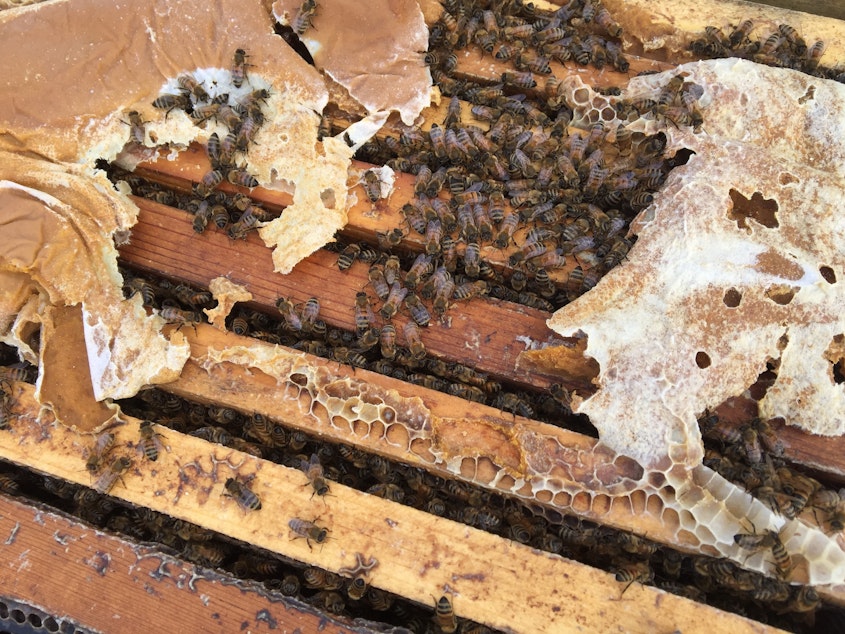 caption: A healthy hive able to pollinate has at least eight frames mostly covered in bees on both sides. But the fear this year is that there will be many weaker hives put into California almond orchards for pollination because so many hives have died across the country.