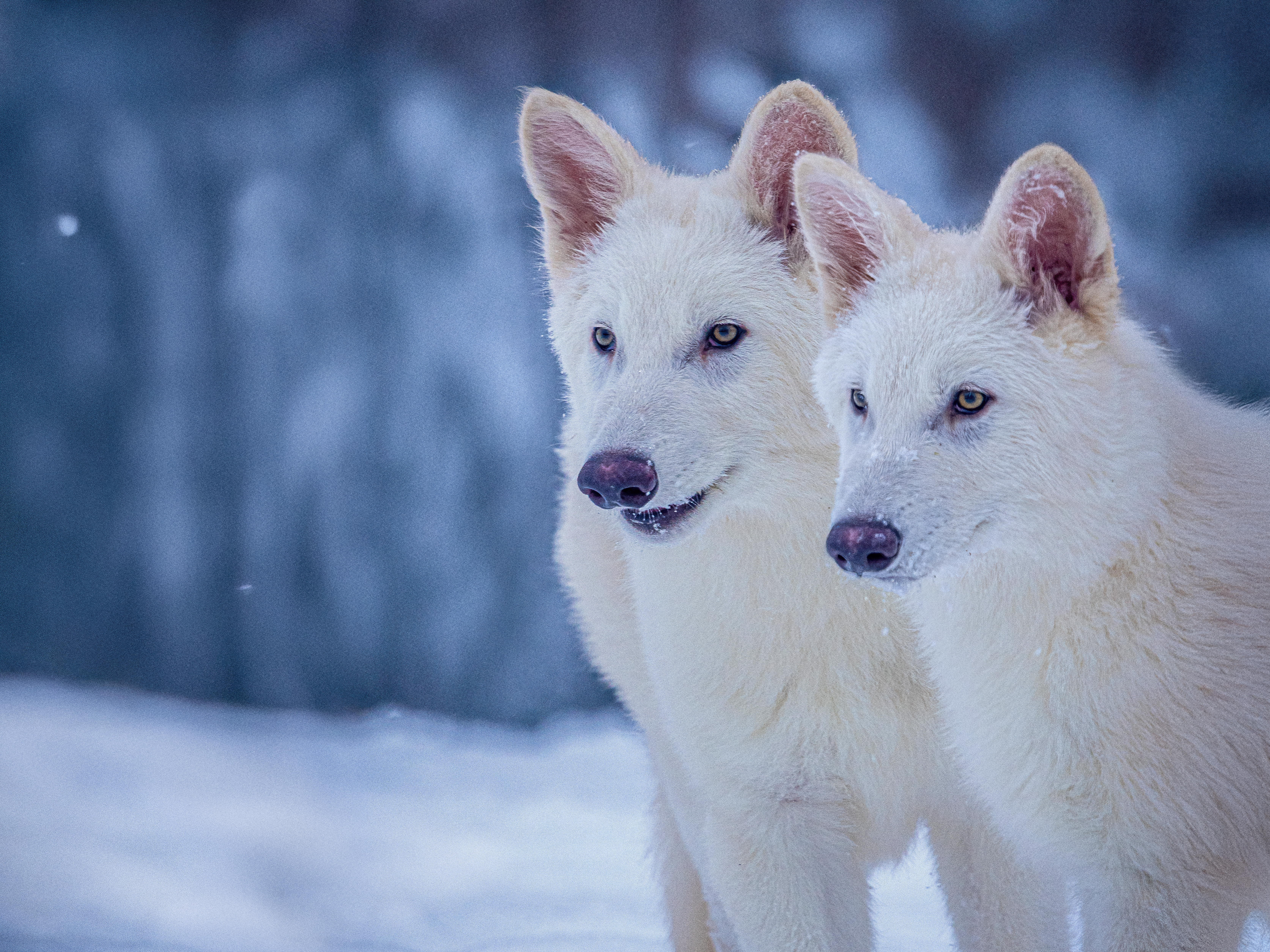 caption: Romulus and Remus, the pups with dire wolf traits that were bred by Colossal Biosciences, are pictured at three months old.