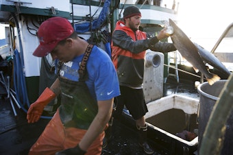 caption: Nathan Cultee, right, and Nicholas Cooke, left, unload Atlantic salmon aboard the fishing vessel Marathon outside Home Port Seafoods on Tuesday in Bellingham.