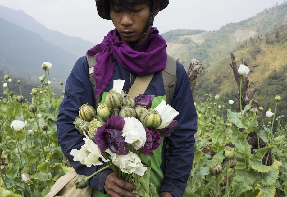 caption: A member of Pat Jasan, a grassroots organization motivated by their faith to root out the destructive influence of drugs, holds poppies as his group slashes and uproots them from a hillside, in Lung Zar village, northern Kachin State, Myanmar on Feb. 3, 2016.