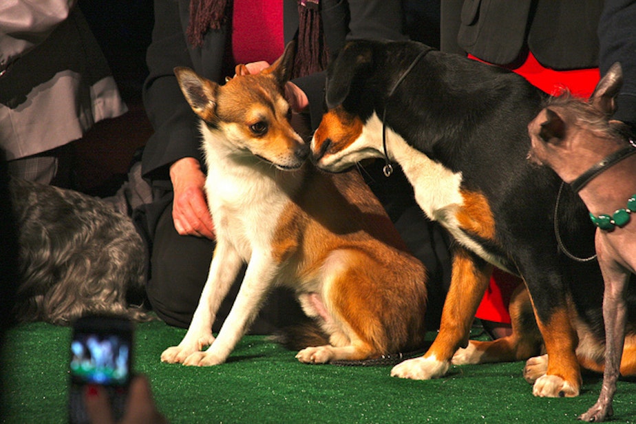 caption: Mutts will be allowed to compete in the Masters Agility Championship at the Westminster Kennel Club dog show in February.