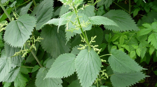 caption: Stinging Nettles