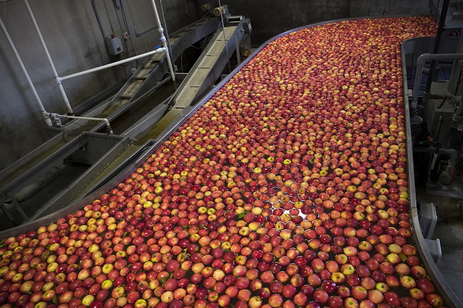 caption: Apples flow through the front end of the packing line known as the flume on Tuesday November, 20, 2018 at Gilbert Orchards in Yakima. 