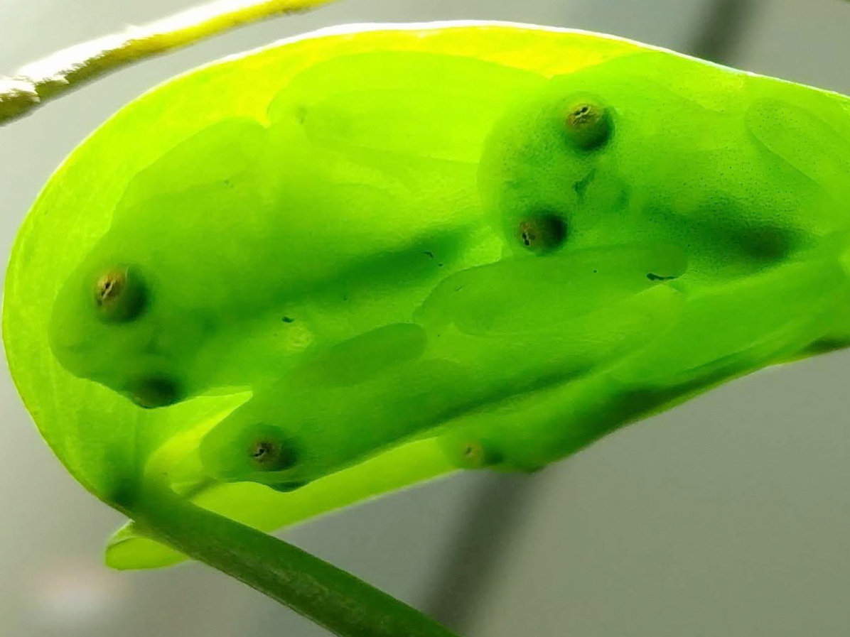 caption: A group of glassfrogs sleeping together upside down on a leaf, showing their camouflage.