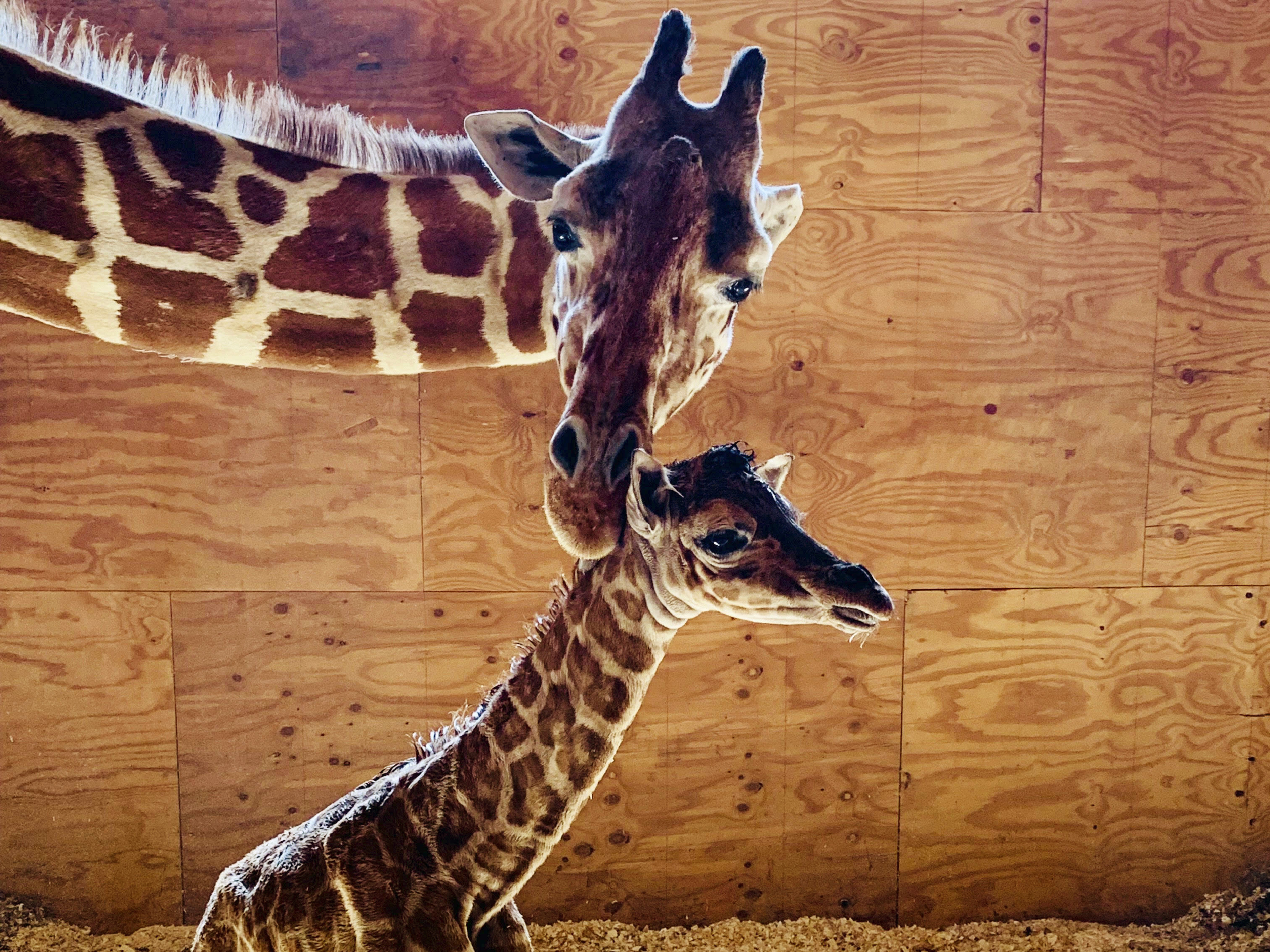 caption: April with her male calf in March in Harpursville, N.Y. She's retiring from breeding after fascinating Internet audiences with two livestreamed pregnancies and births.