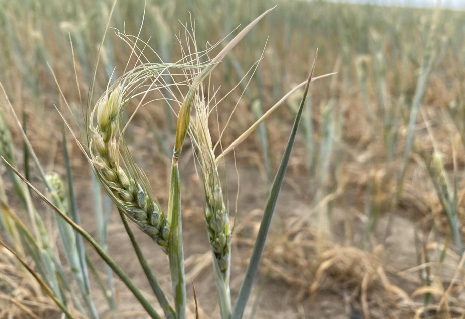 caption: Wheat at the farm of Nicole Berg in Washington's Horse Heaven Hills shows signs of a drought so far in 2021, with a damaged curled head.