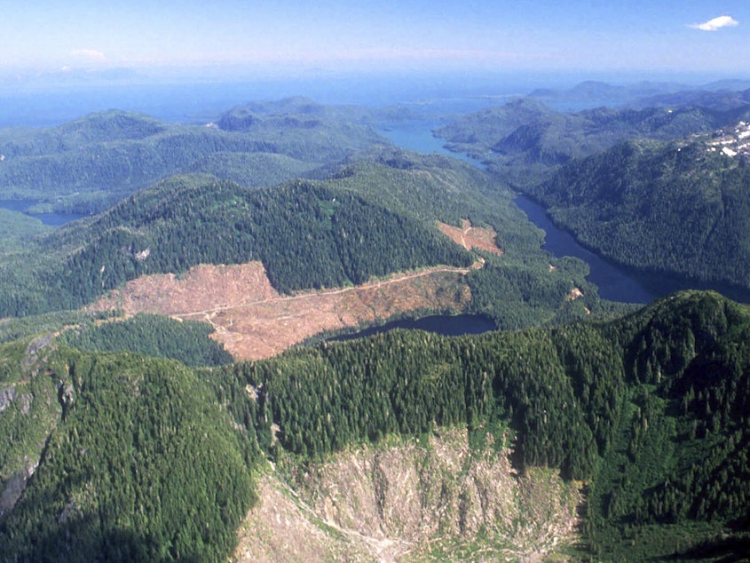 caption: This 1990 aerial file photo shows a section of the Tongass National Forest in Alaska that has patches of bare land where clear-cutting has occurred. The federal government plans to reinstate restrictions on road-building and logging on the country's largest national forest.