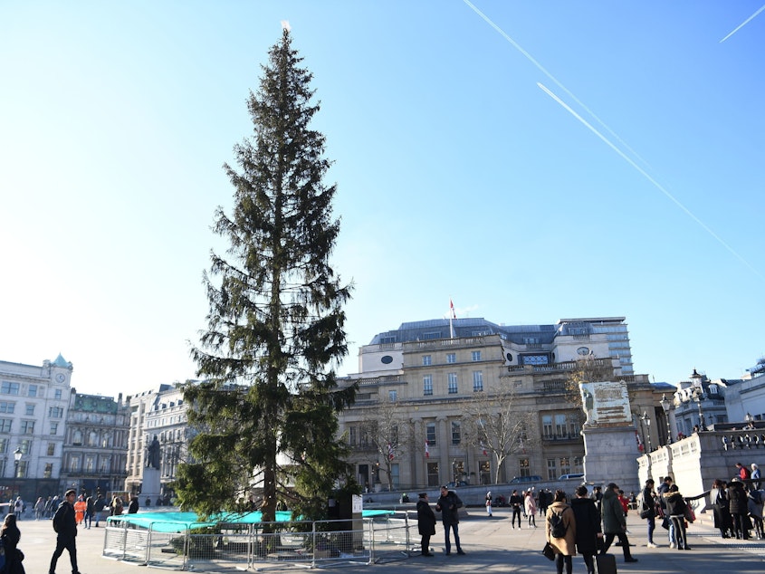 caption: A Norwegian spruce stands at the center of London's Trafalgar Square on Wednesday. Many are calling this year's tree — a gift from Oslo — meager and sparse.