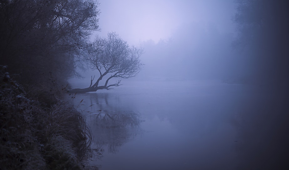A single tree and a river in a foggy weather