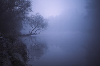 A single tree and a river in a foggy weather