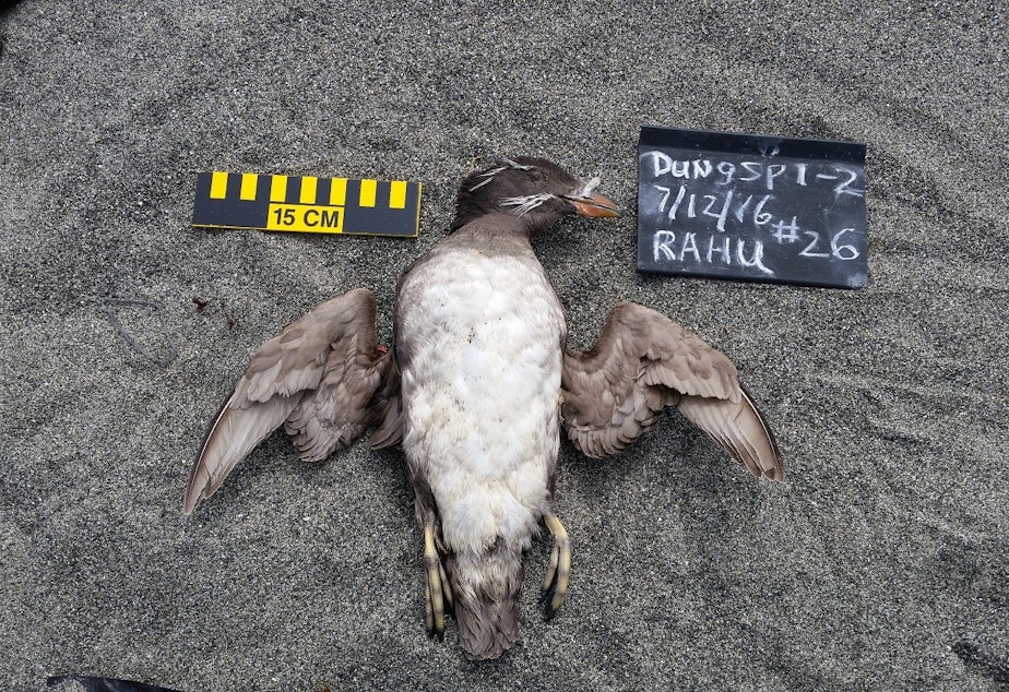 caption: A rhinoceros auklet found dead at Dungeness Spit National Wildlife Refuge on Tuesday
