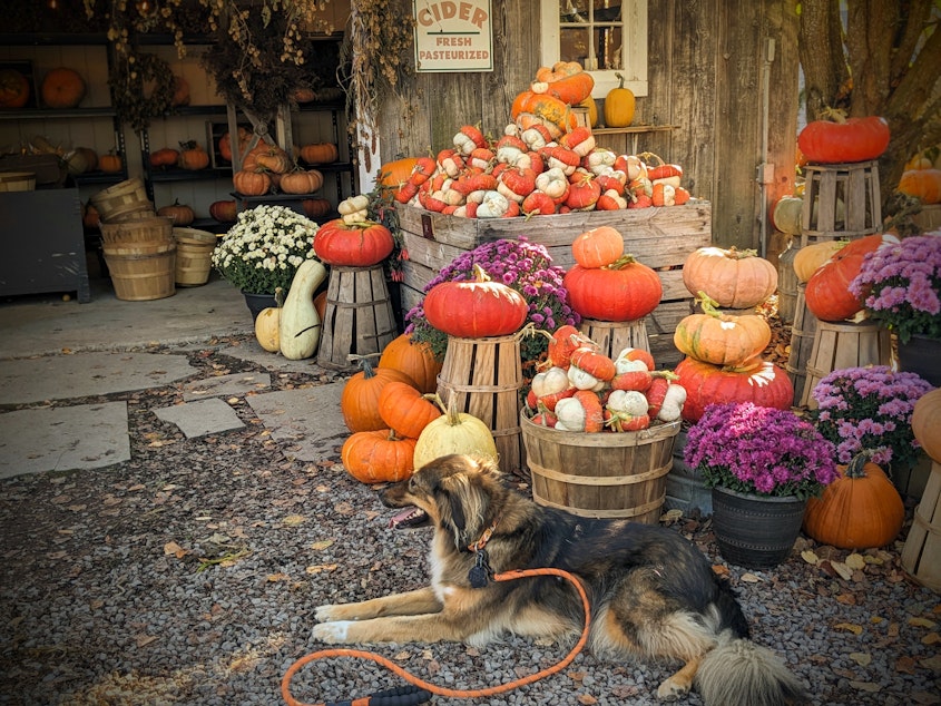 caption: A farmstand at Gordon Skagit Farms near Mount Vernon, Washington, allows customers to buy heirloom pumpkins directly from the farm.
