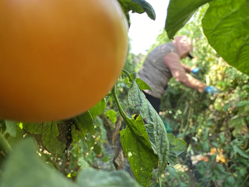 caption: Maria de Luz Freire, 55, of Pasco, picks the last few heirloom tomatoes in a jungle of vines just outside of Eltopia, Washington. Tomatoes on this farm didn’t flower, or dropped their blooms for about a month after this summer’s major heat event.