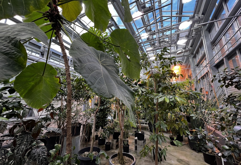 caption: The upgraded greenhouse includes four rooms, one for arid plants, two for warm and cooler tropical plants, and called the "Tree of Life" room with plants like coffee and banana. 