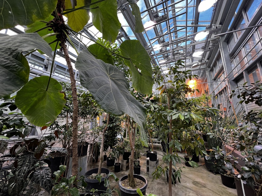 caption: The upgraded greenhouse includes four rooms, one for arid plants, two for warm and cooler tropical plants, and called the "Tree of Life" room with plants like coffee and banana. 