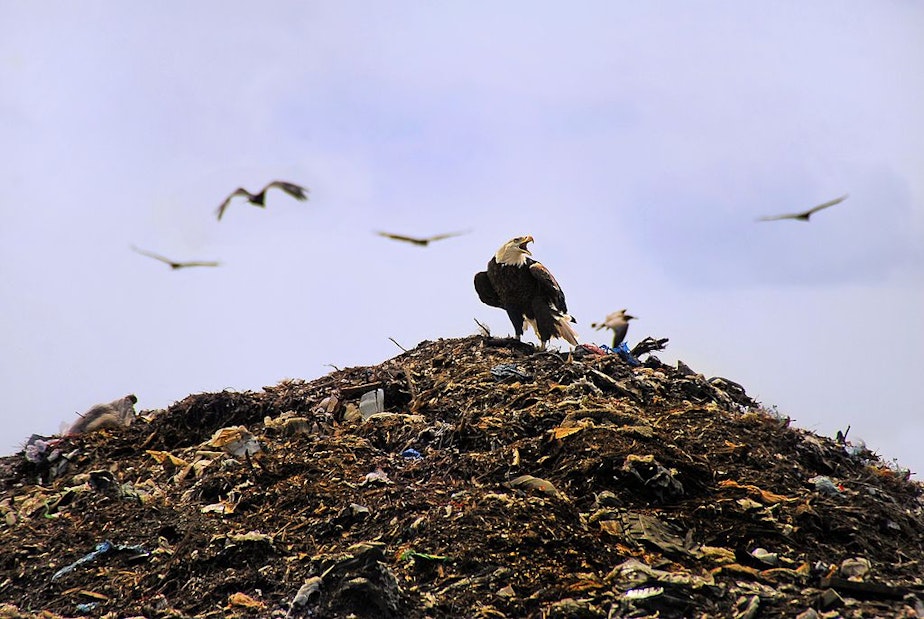 caption: A bald eagle rests in its noble natural environment... the landfill.