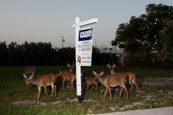 caption: The Key deer is the smallest deer species in North America. The deer live only in the low-lying Florida Keys. They are considered federally endangered, with an estimated population of around 1,000.