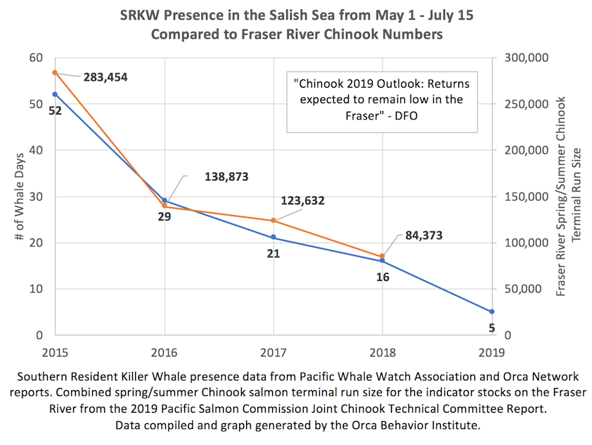 caption: The Orca Behavior Institute graphed the days the Southern Resident Killer Whales appeared in the Salish Sea with the size of Fraser River Chinook runs and found a correlation. 