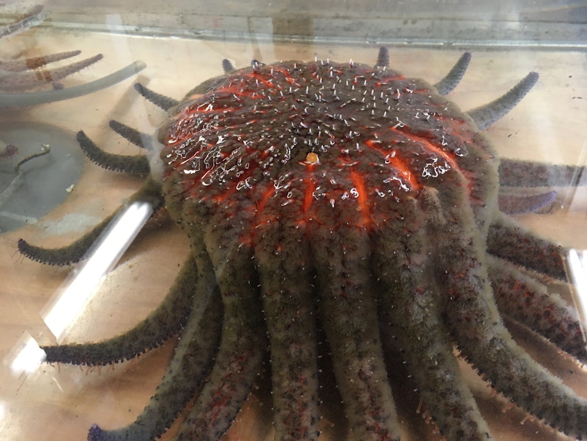 caption: A female sunflower star spawning (eggs are emerging from the arms on the right) at University of Washington's Friday Harbor Laboratories in February 2022. 