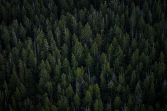 caption: Pacific Northwest forest. 
