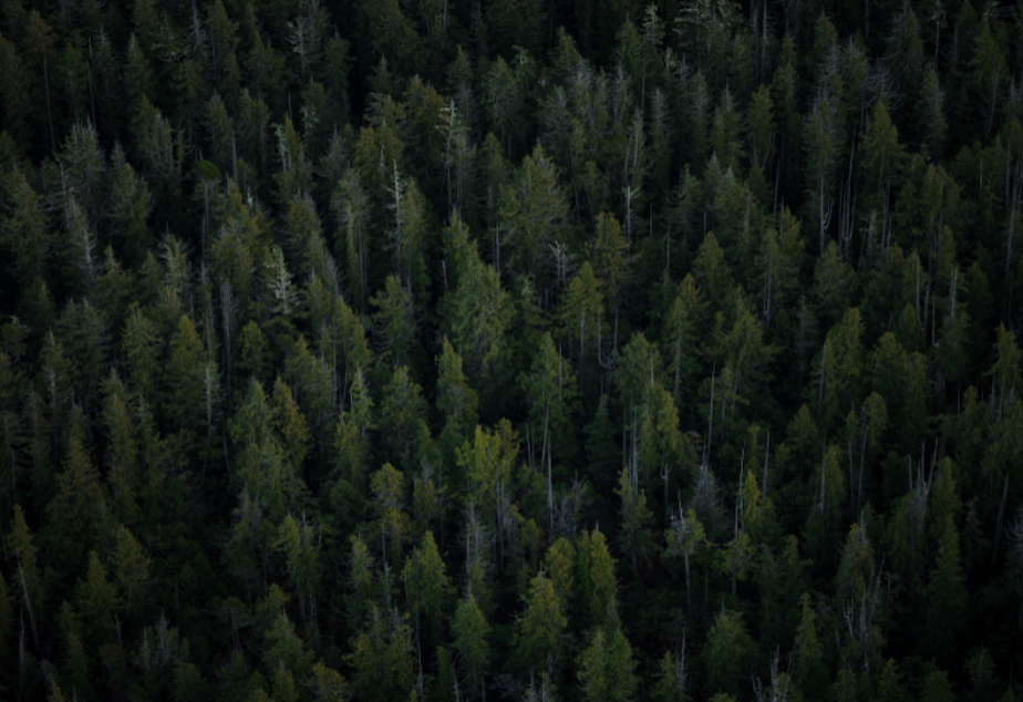 caption: Pacific Northwest forest. 